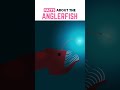 The Anglerfish is SCARY COOL!