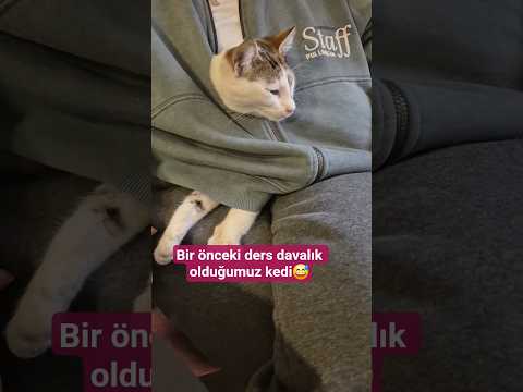Derslerde uyuklayanlara gelsin🤦♀️ #shortvideo #cat #keşfet #shorts #cute #goldenretreiver #kedi