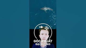 cá voi sát thủ tấn công cá mập trắng #jessica #orca