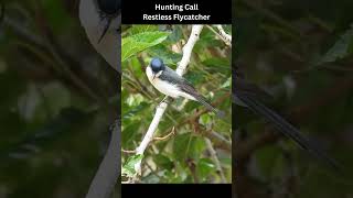 Bird Hunting Call, Song, Sound Restless Flycatcher