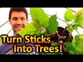 How to Grow Mulberry Trees from Cuttings | Expanding Our Fruit Trees: Beginnings of a Food Forest