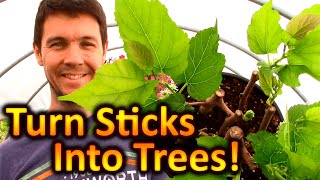 How to Grow Mulberry Trees from Cuttings | Expanding Our Fruit Trees: Beginnings of a Food Forest screenshot 5