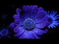 World's BIGGEST Flowers! (World's Most Spectacular Plants episode 5 of 14) | Stewart McPherson