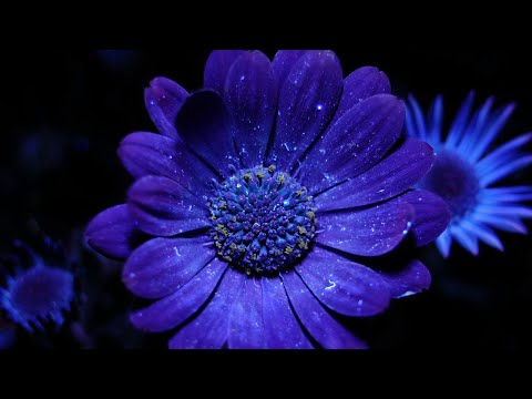 Thumbnail for World's BIGGEST Flowers! (World's Most Spectacular Plants episode 5 of 14) | Stewart McPherson