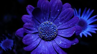 World's BIGGEST Flowers! (World's Most Spectacular Plants episode 5 of 14) | Stewart McPherson