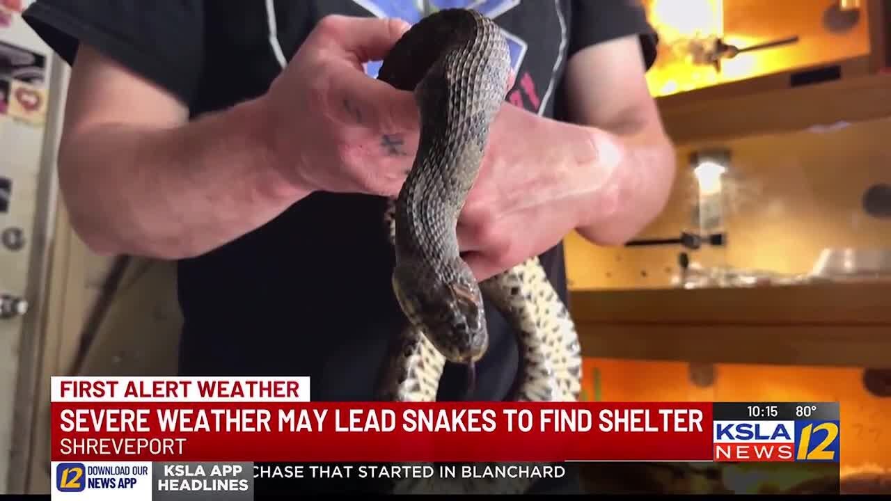 Steve’s Snaketuary warns of snakes coming out as weather warms up and heavy rain falls
