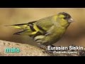 Siskin   eurasian siskin  bird call  and pictures for teaching birdsong