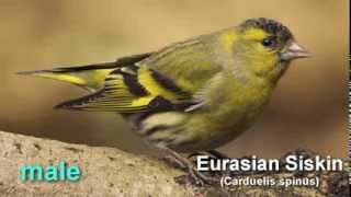 Siskin  ~ Eurasian Siskin  Bird Call  and Pictures for Teaching BIRDSONG