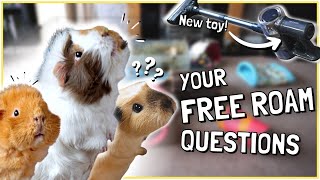 Guinea Pig Free Roaming Q&A!