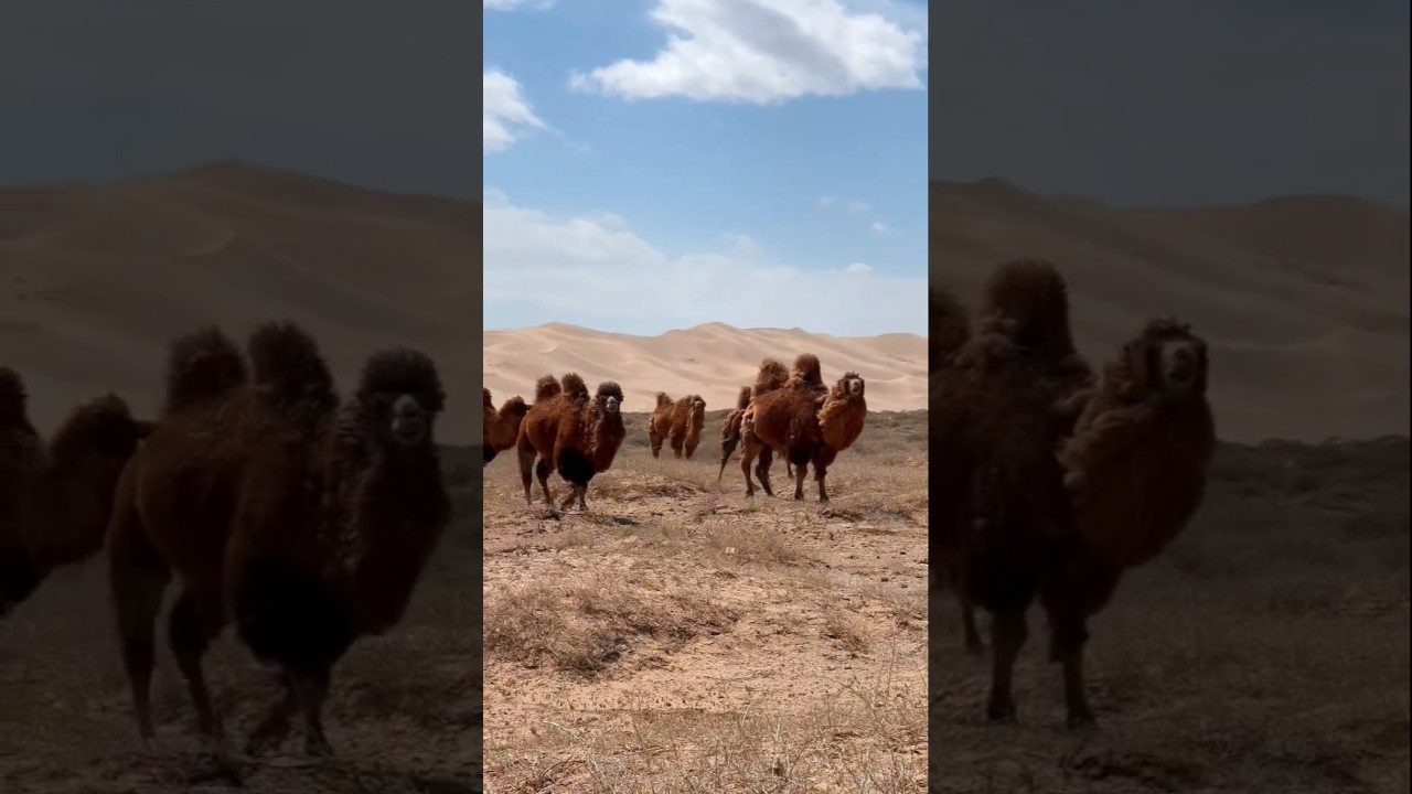 🐫💡Camels Store Fat, Not Water, in Their Humps