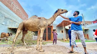 Achank Mini Zoo Main Camel Agea🐫