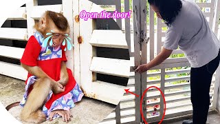 Monkey LyLy cried and was angry because her mother closed the gate so she couldn't enter the house