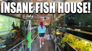 FISH ROOM TOUR! Monster aquariums, aquaponics, greenhouse and more! The king of DIY