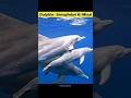 Dolphin Intelligence