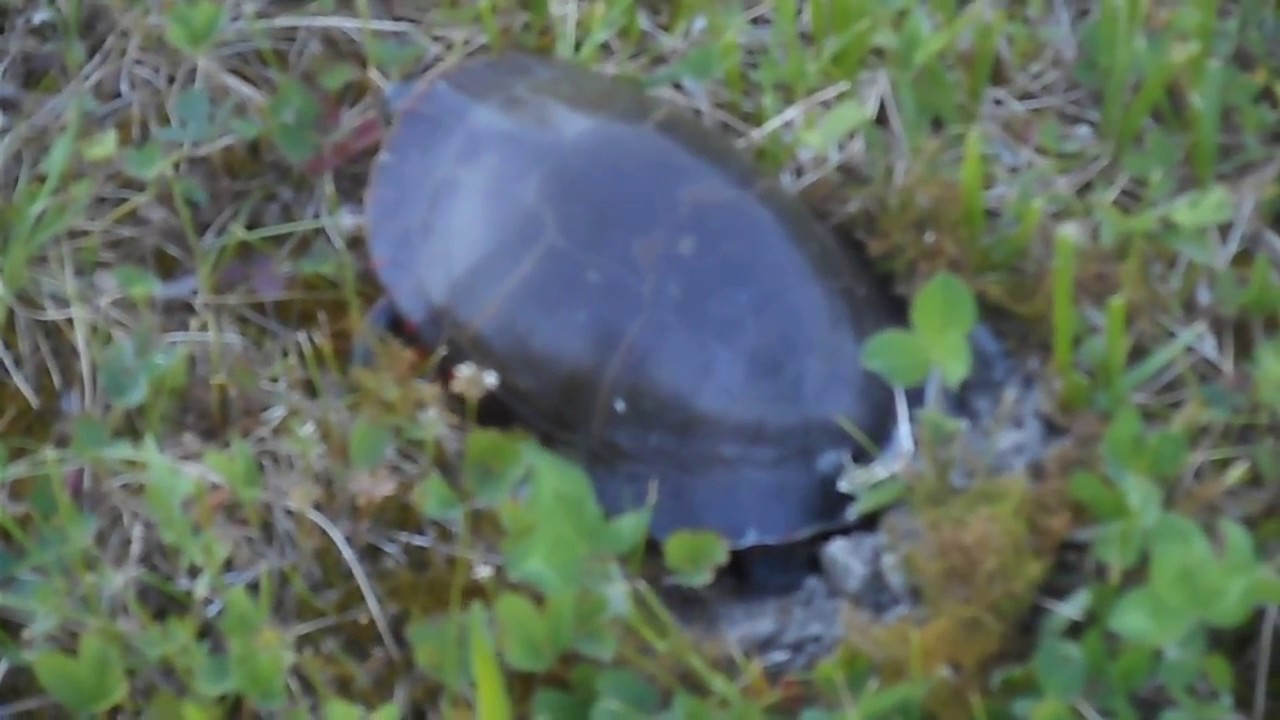 Eastern Painted Turtle Laying Eggs YouTube