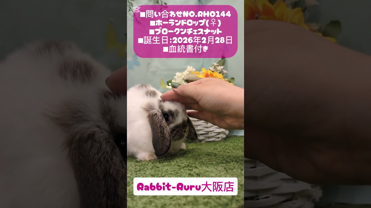 うさぎベビーちゃん♡【大阪店】#shorts - YouTube