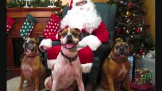 Florida Boxer Rescue Christmas 2010