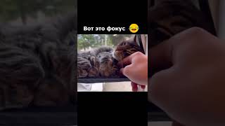 Одна голова хорошо... #shorts #приколы
