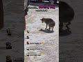 Ranking Dancing Dog Moments рџ ѓрџЏЅ Ranking Dancing Dog Moments рџ ѓрџЏЅ