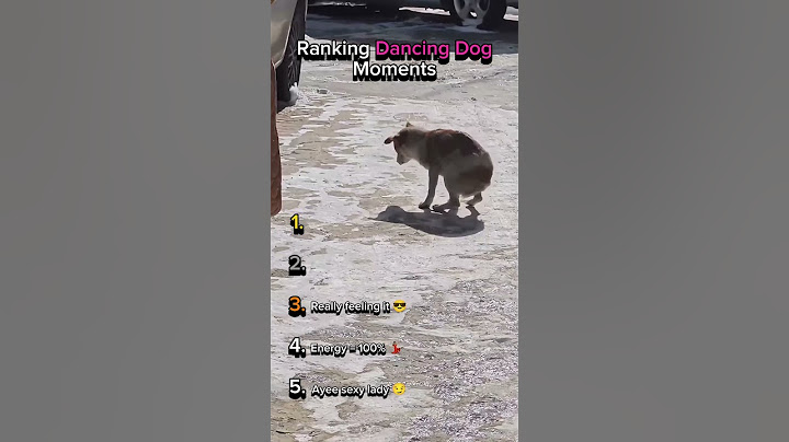 Ranking Dancing Dog Moments 💃🏽