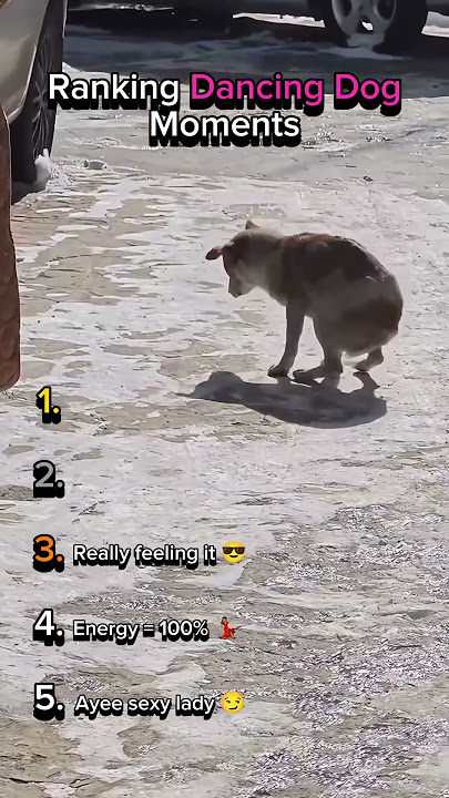 Ranking Dancing Dog Moments 💃🏽