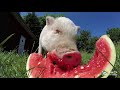 Schwein Eddie Und Die Melone рџђ вќ рџЌ Schwein Eddie Und Die Melone рџђ вќ рџЌ