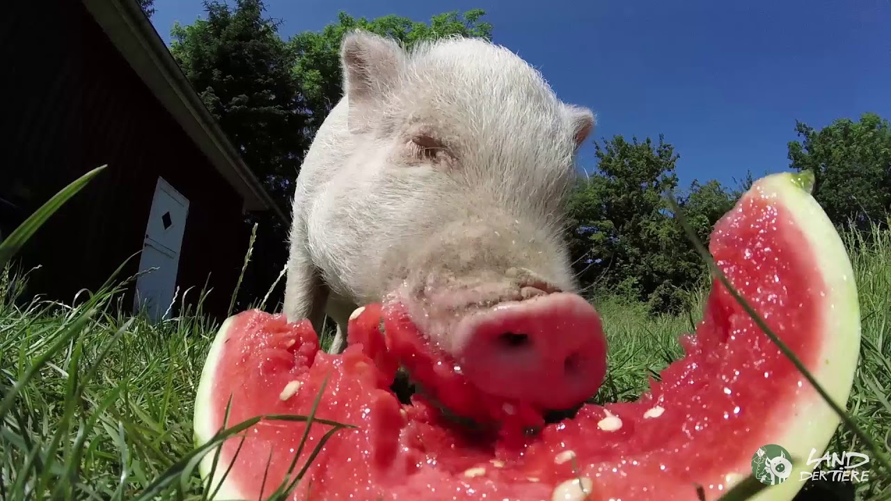 Arme Sau -  Schweine für den Discounter | SPIEGEL TV