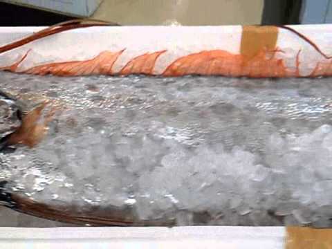 リュウグウノツカイ