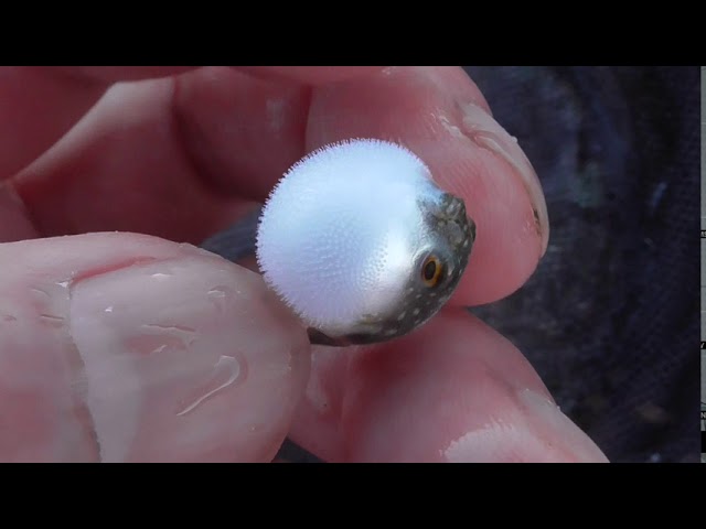 小さくて可愛いフグ幼魚ですが これでも一人前にお腹が膨らみ丸くなります このミニサイズはタイドプールに多数泳いでいる和歌山南紀 磯遊びの季節はまだまだ続きます レンタルセットあるの手ぶらでどうぞ Youtube 小さくて可愛いフグ幼魚ですが これでも一人前にお腹が膨らみ丸くなります このミニサイズはタイドプールに多数泳いでいる和歌山南紀 磯遊びの季節はまだまだ続きます レンタルセットあるの手ぶらでどうぞ Youtube