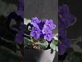 #shorts African Violet Free Techniques and Tips on Flowers & More Ideas