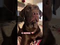 one year old brown labrador