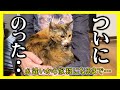 【公園で出逢った猫が家猫になるまでの記録】シロとトラを保護して約二年半　家猫になったシロがついに！？