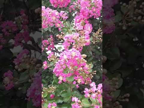 손태진 전유진 이제내가지킬게요 백일홍