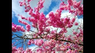 Video thumbnail of "Fa leszek ha fának vagy virága"