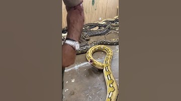 PYTHON GOT ME IN THE BUTT!😱
