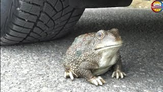 Experiment Car vs Cake | Crushing Crunchy & Soft Things by Car screenshot 3