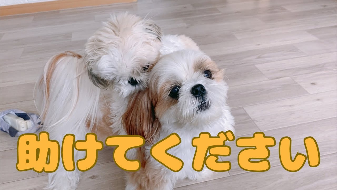 【シーズー】妹犬の暴走に困り果てた先住犬