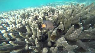 Maldives Kuramathi Island Resort