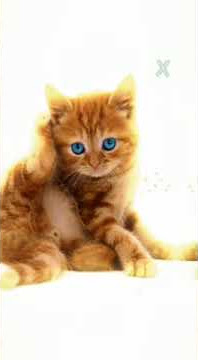 Anak Kucing Imut part 1 - Jedag Jedug Keren 30 Detik