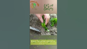 How to plant Spinach in Kitchen Garden by Rabia || without seed growth of spinach in home