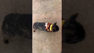 Buddha Treat Checking