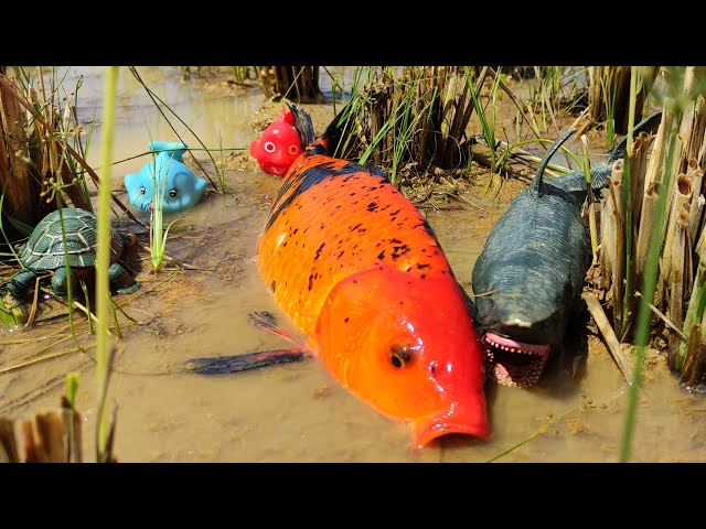 Find koi fish in the mud, crocodile eaten lobster, nemo fish, shark, crab - Part291 class=