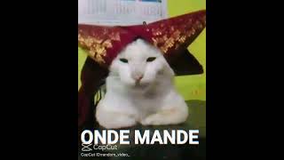 Kucing Onde Mande Meme Guys kucingondemande ondemande kucingondemandememe