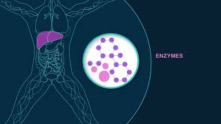 How Our Body Process Medications How Our Body Process Medications