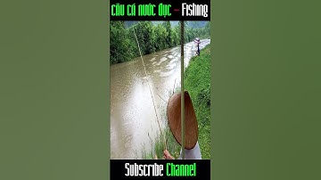 Đăng Ký Kênh Ủng Hộ Em Nhé | Câu Cá Nước Đục Mùa Lũ | Câu Cá Giải Trí Và Ẩm Thực #shorts