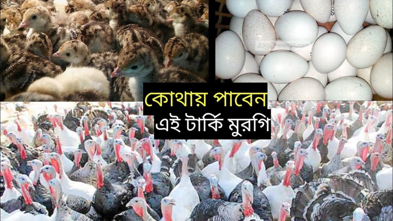 কোথায় পাবেন এই টার্কি মুরগির বাচ্চা জেনে নিন আজকের এই ভিডিও থেকে,০১৮৬১৫১১৬৩৪?