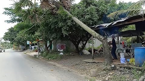 anh thợ cưa hạ cây thốt nốt hơn tám mươi năm tuổi ở bến đá cha cô