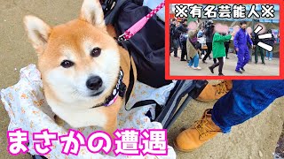 花見をしてたらテレビに映っちゃった柴犬wあの有名芸能人にも遭遇