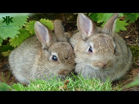 Video: Tavşanlar kışı nasıl geçirir? Habitatları, beslenme özellikleri