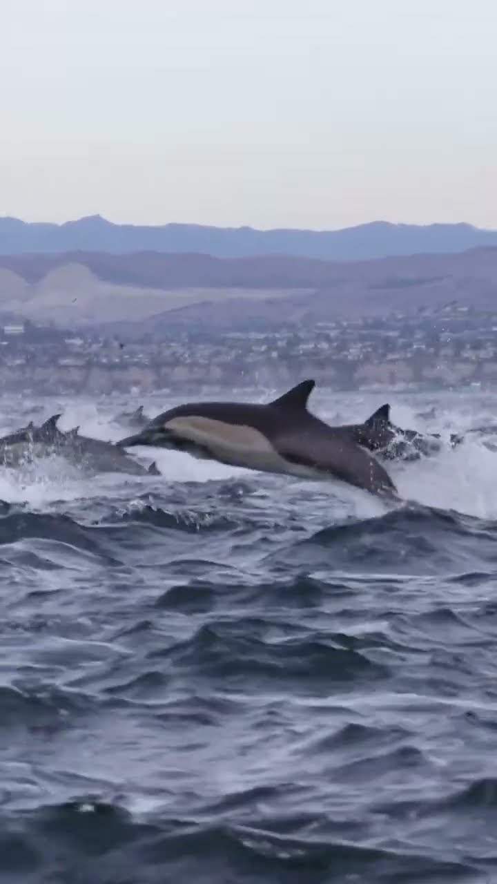 Thousands Of Dolphins Stampede || ViralHog